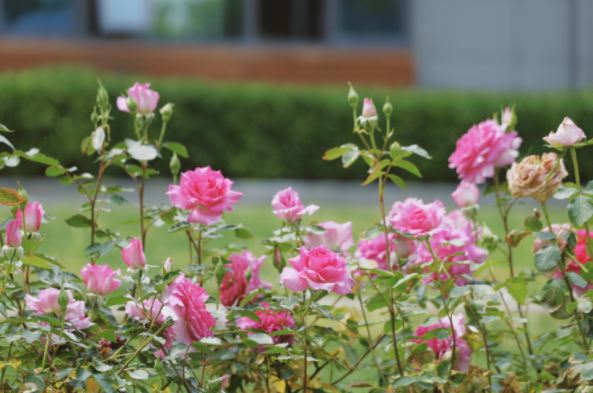 1748067777.png image.png