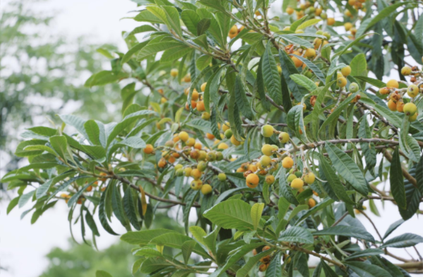 1748067868.png image.png